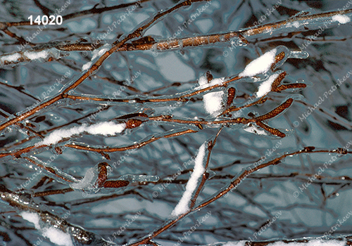 Paper Birch (Betula papyrifera)